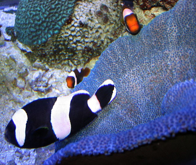 Amphiprion polymnus (Pesce pagliaccio panda)